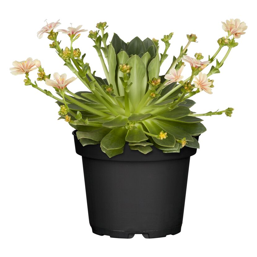 Bitterwurz verschiedene Farben 11 cm Topf