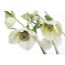 Christrose 'Orientalis' Mix, 12 cm Topf