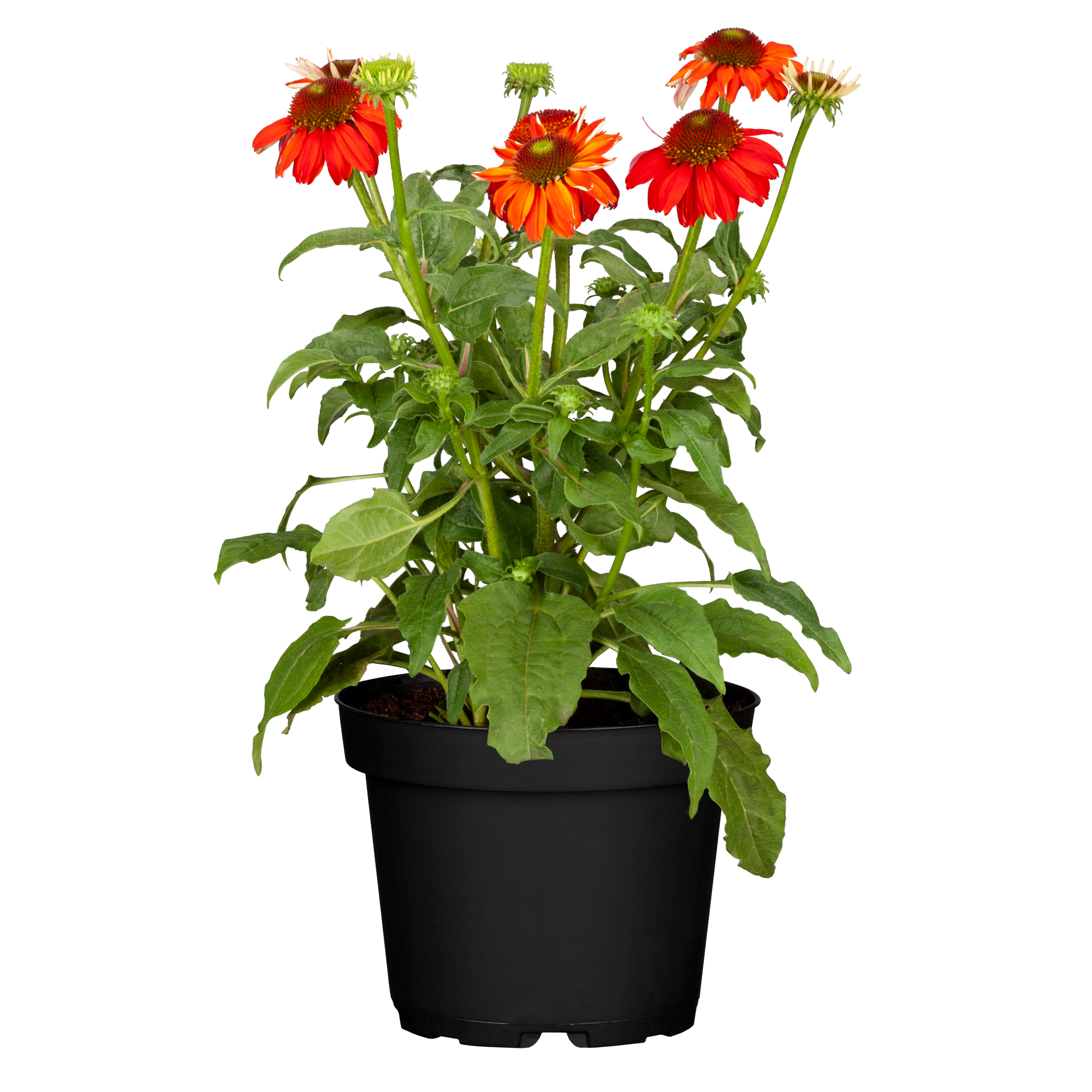 Sonnenhut 'Lakota Red' 13 cm Topf