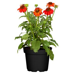 Sonnenhut 'Lakota Red' 13 cm Topf
