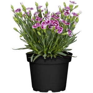 Nelke 'Pink Kisses®' 13 cm Topf