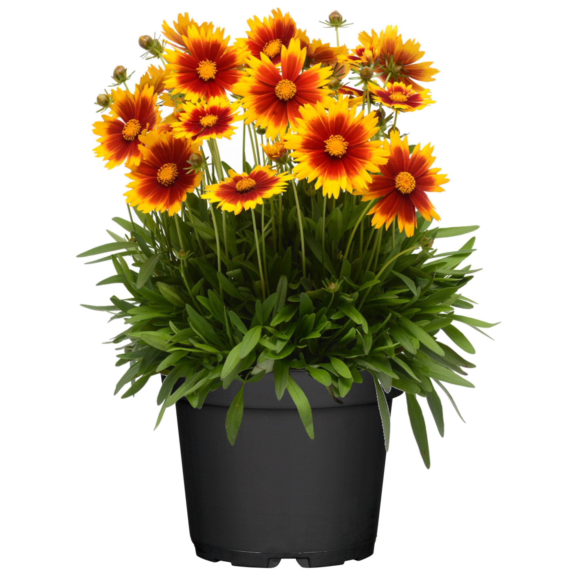 Topf mit rot-gelben Mädchenaugen