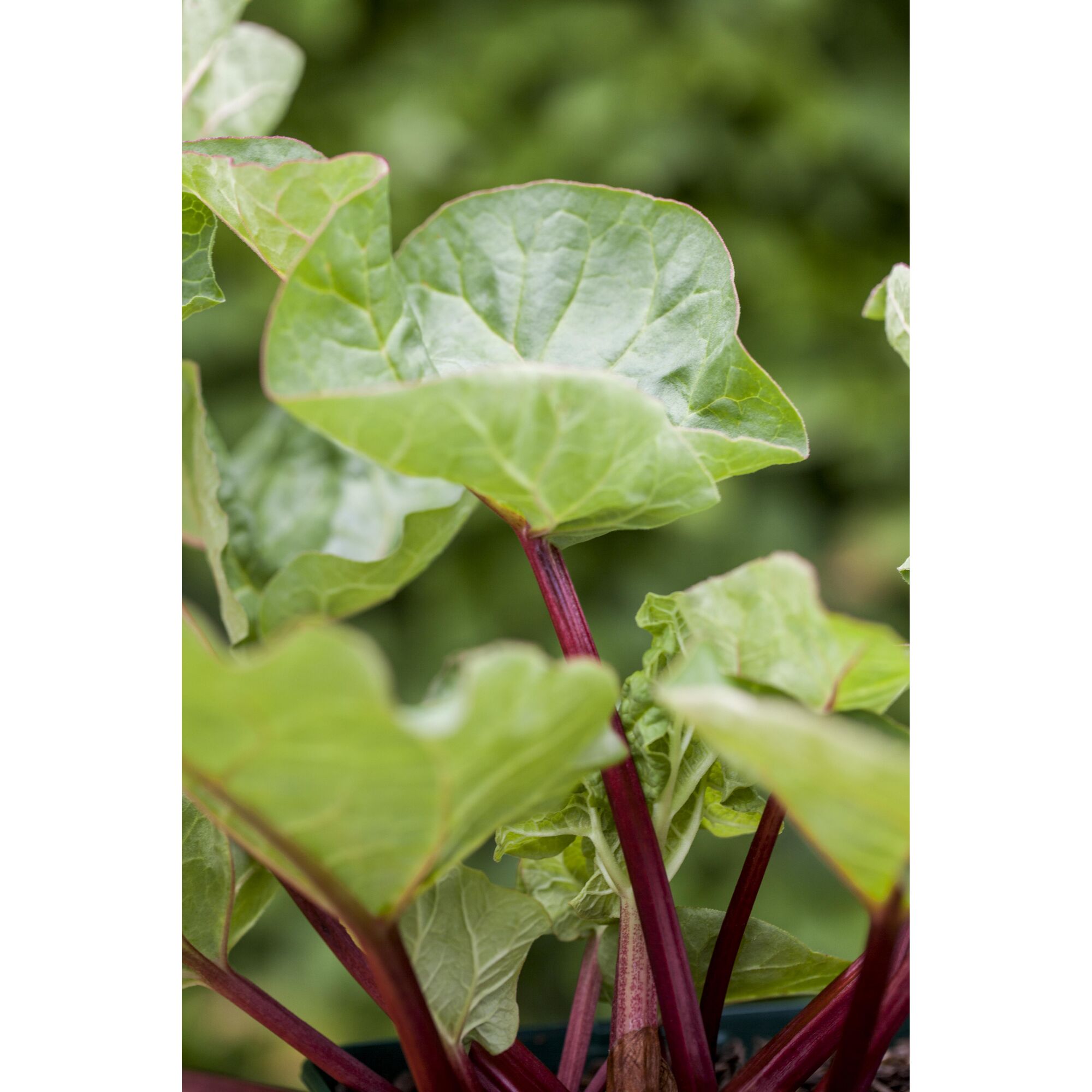 Rhabarber rotstielig Nahaufnahme