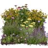 Bio Stauden – Set ‘buntes Blütenmeer‘ 12 Pflanzen für 2 m²