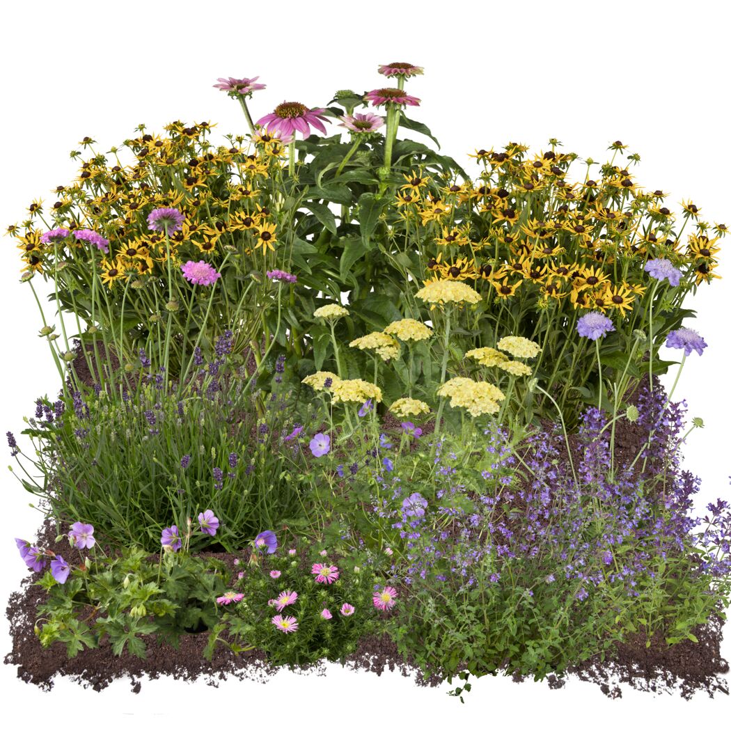 Bio Stauden – Set ‘buntes Blütenmeer‘ 12 Pflanzen für 2 m²