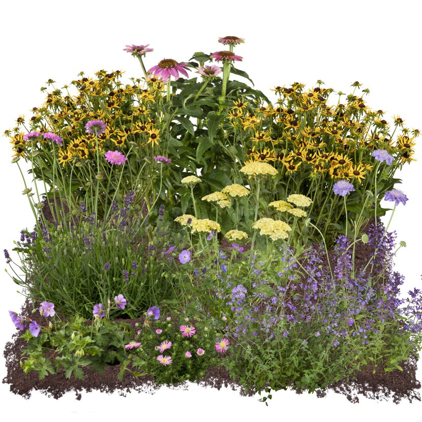Bio Stauden – Set ‘buntes Blütenmeer‘ 12 Pflanzen für 2 m²