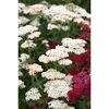 Bio Stauden – Set ‘buntes Blütenmeer‘ 12 Pflanzen für 2 m²