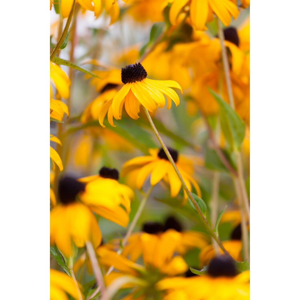 Bio Stauden – Set ‘buntes Blütenmeer‘ 12 Pflanzen für 2 m²
