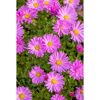 Bio Stauden – Set ‘buntes Blütenmeer‘ 12 Pflanzen für 2 m²