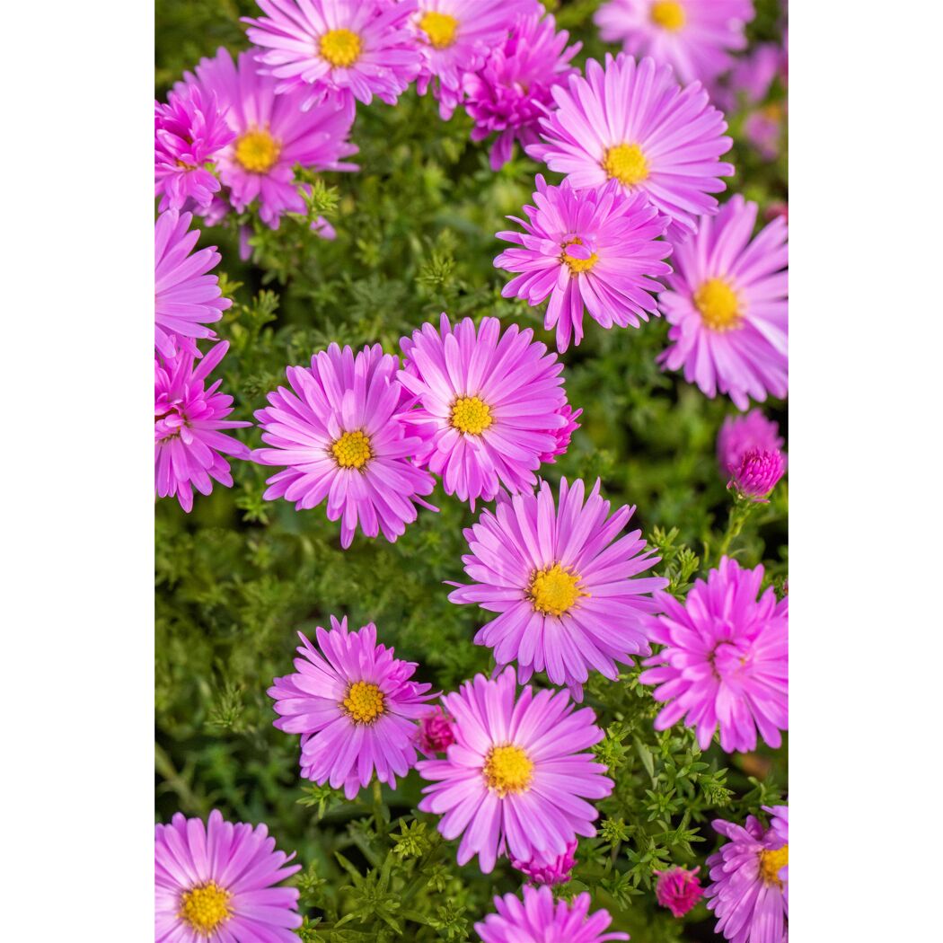Bio Stauden – Set ‘buntes Blütenmeer‘ 12 Pflanzen für 2 m²
