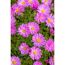 Bio Stauden – Set ‘buntes Blütenmeer‘ 12 Pflanzen für 2 m²