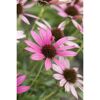 Bio Stauden – Set ‘buntes Blütenmeer‘ 12 Pflanzen für 2 m²