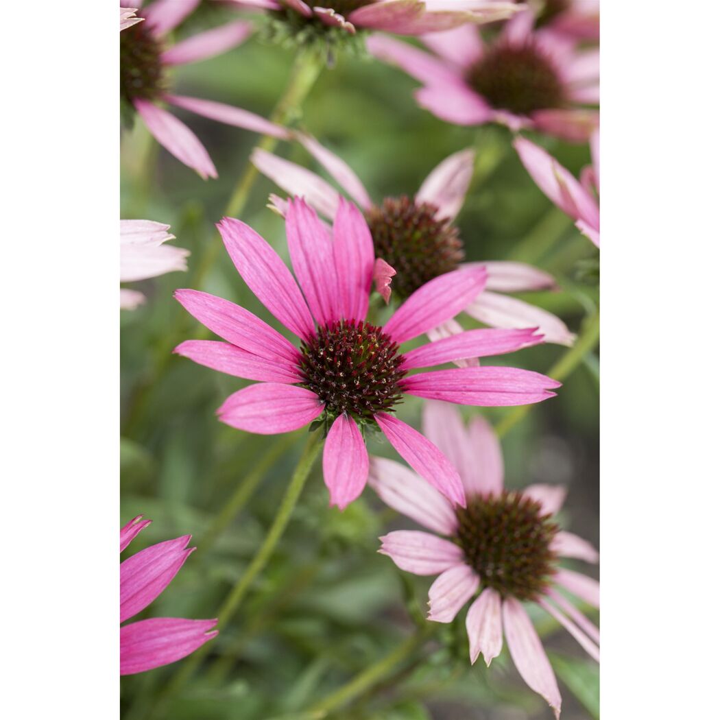 Bio Stauden – Set ‘buntes Blütenmeer‘ 12 Pflanzen für 2 m²