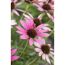 Bio Stauden – Set ‘buntes Blütenmeer‘ 12 Pflanzen für 2 m²