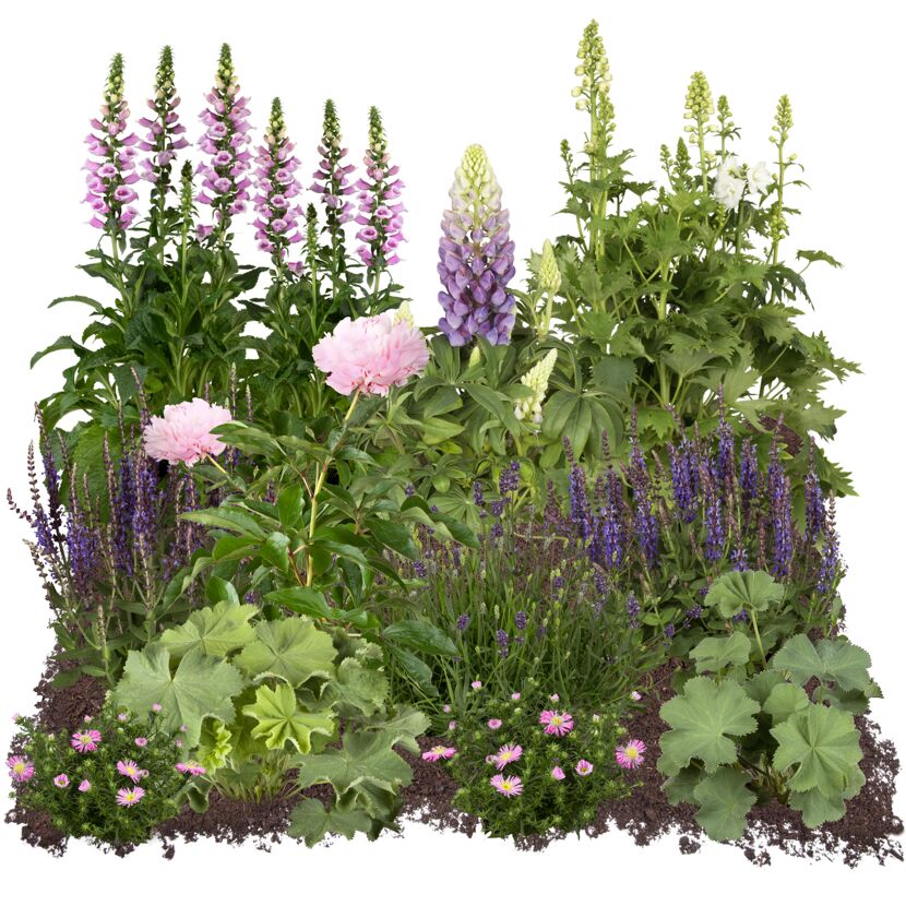 Bio Staudenset 'Bauerngarten' 12 Pflanzen für 2 m²
