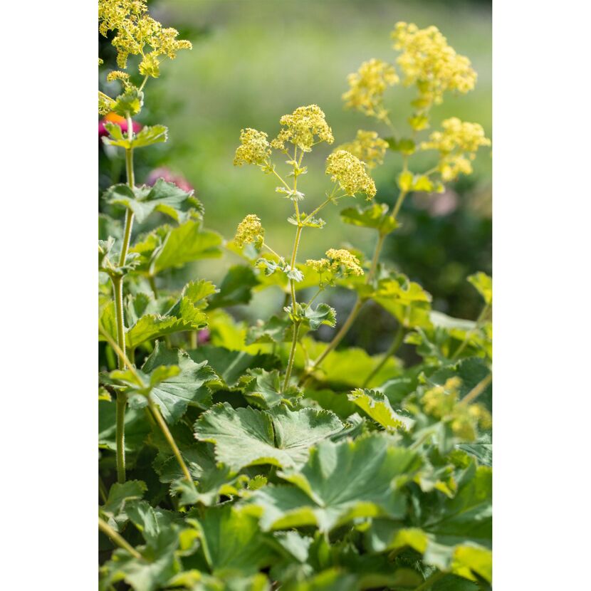 Bio Staudenset 'Bauerngarten' 12 Pflanzen für 2 m²