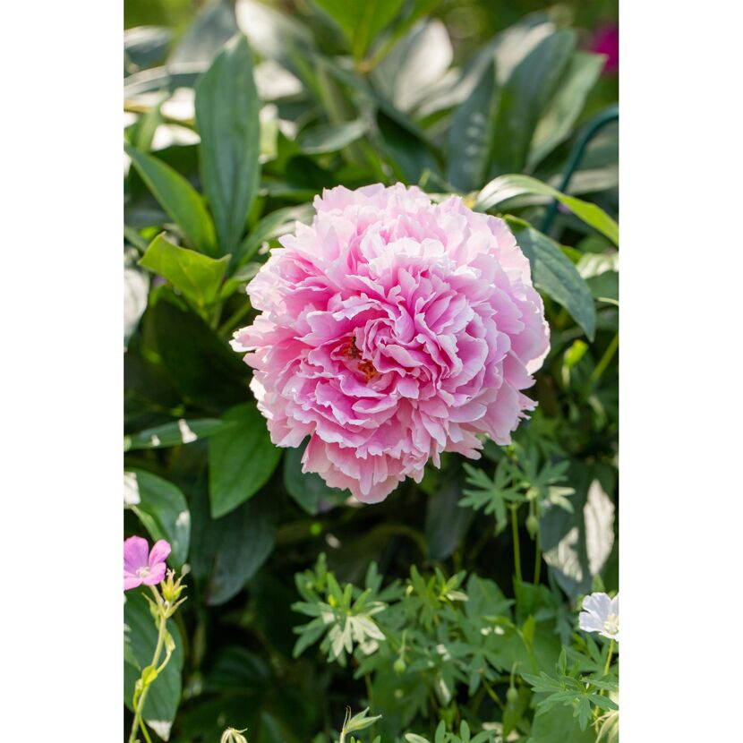 Bio Staudenset 'Bauerngarten' 12 Pflanzen für 2 m²