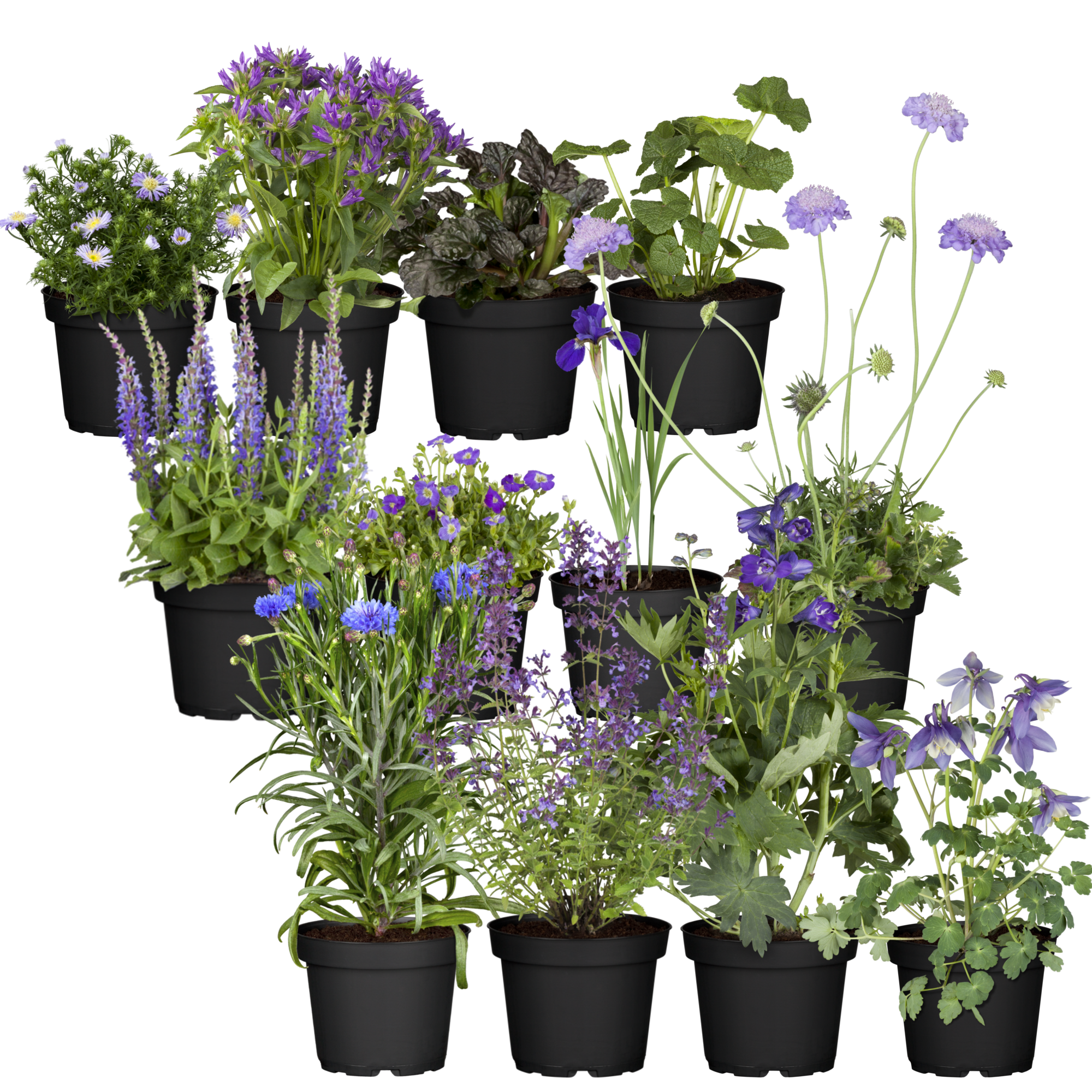 StaudenMixSets online bestellen toom Baumarkt