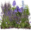 Bio Staudenset 'blaue Blüten' 12 Pflanzen für 2m²