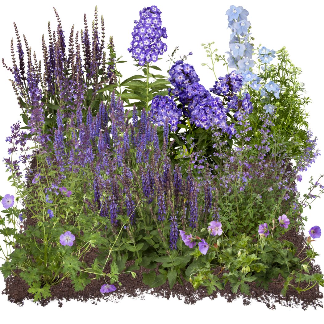 Bio Staudenset 'blaue Blüten' 12 Pflanzen für 2m²