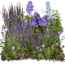 Verkleinertes Bild von Staudenset 'blaue Blüten' 12 Pflanzen für 2m²