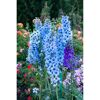 Bio Staudenset 'blaue Blüten' 12 Pflanzen für 2m²
