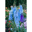 Verkleinertes Bild von Staudenset 'blaue Blüten' 12 Pflanzen für 2m²