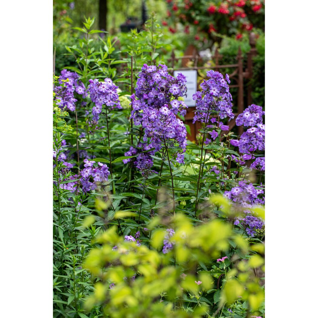 Bio Staudenset 'blaue Blüten' 12 Pflanzen für 2m²