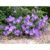 Bio Staudenset 'blaue Blüten' 12 Pflanzen für 2m²