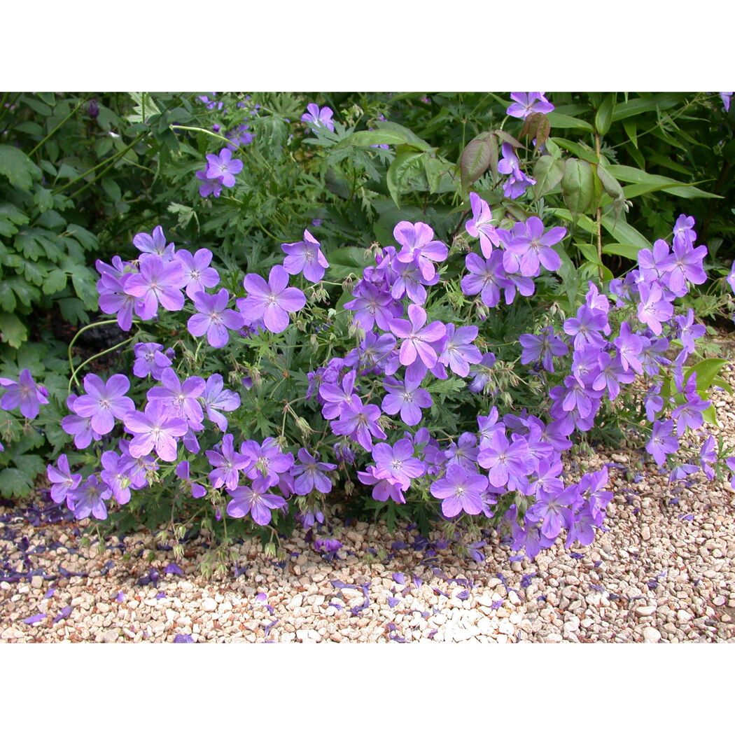 Bio Staudenset 'blaue Blüten' 12 Pflanzen für 2m²