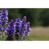 Bio Staudenset 'blaue Blüten' 12 Pflanzen für 2m²
