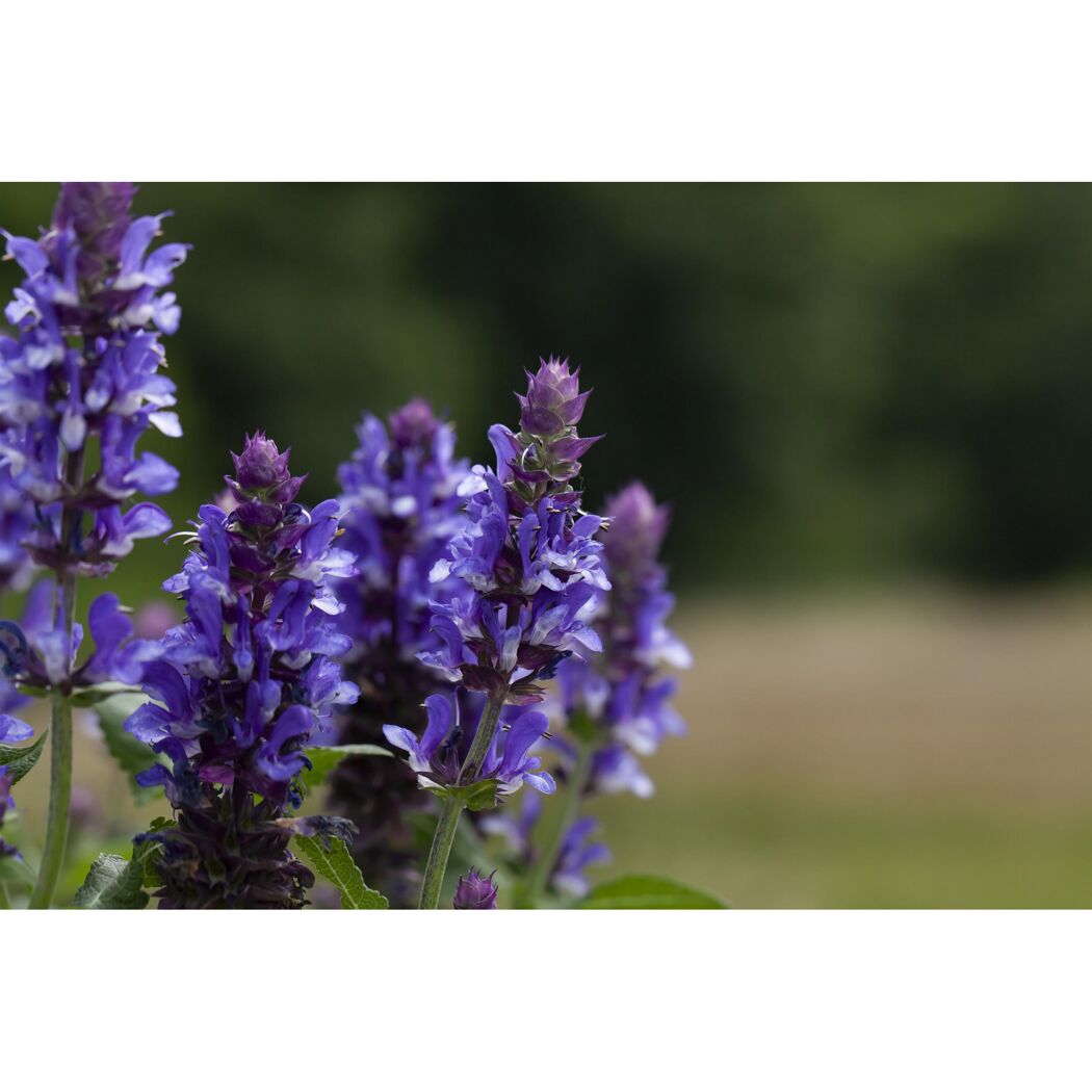 Bio Staudenset 'blaue Blüten' 12 Pflanzen für 2m²