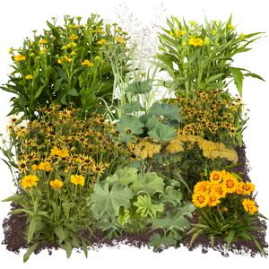 Bio Staudenset 'gelbe Blüten' 12 Pflanzen für 2 m²
