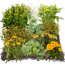 Verkleinertes Bild von Staudenset 'gelbe Blüten' 12 Pflanzen für 2 m²