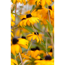 Verkleinertes Bild von Staudenset 'gelbe Blüten' 12 Pflanzen für 2 m²