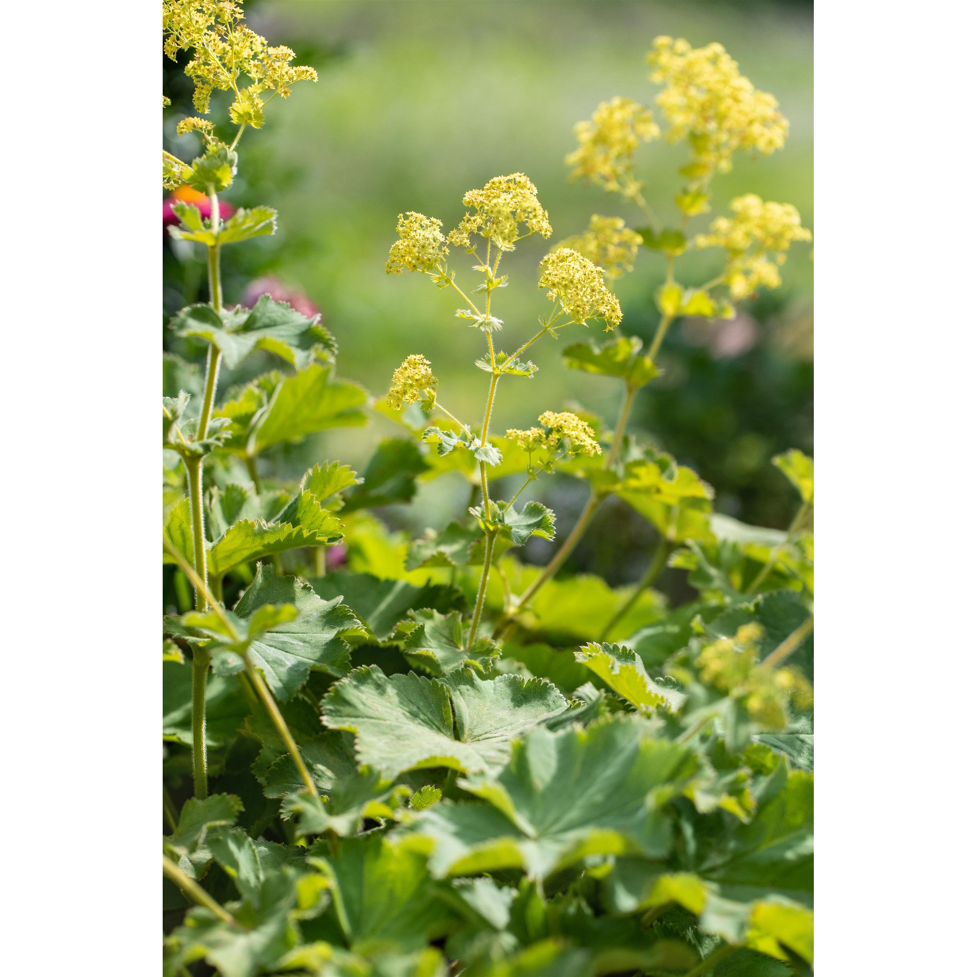 Staudenset 'gelbe Blüten' 12 Pflanzen für 2 m² + product picture