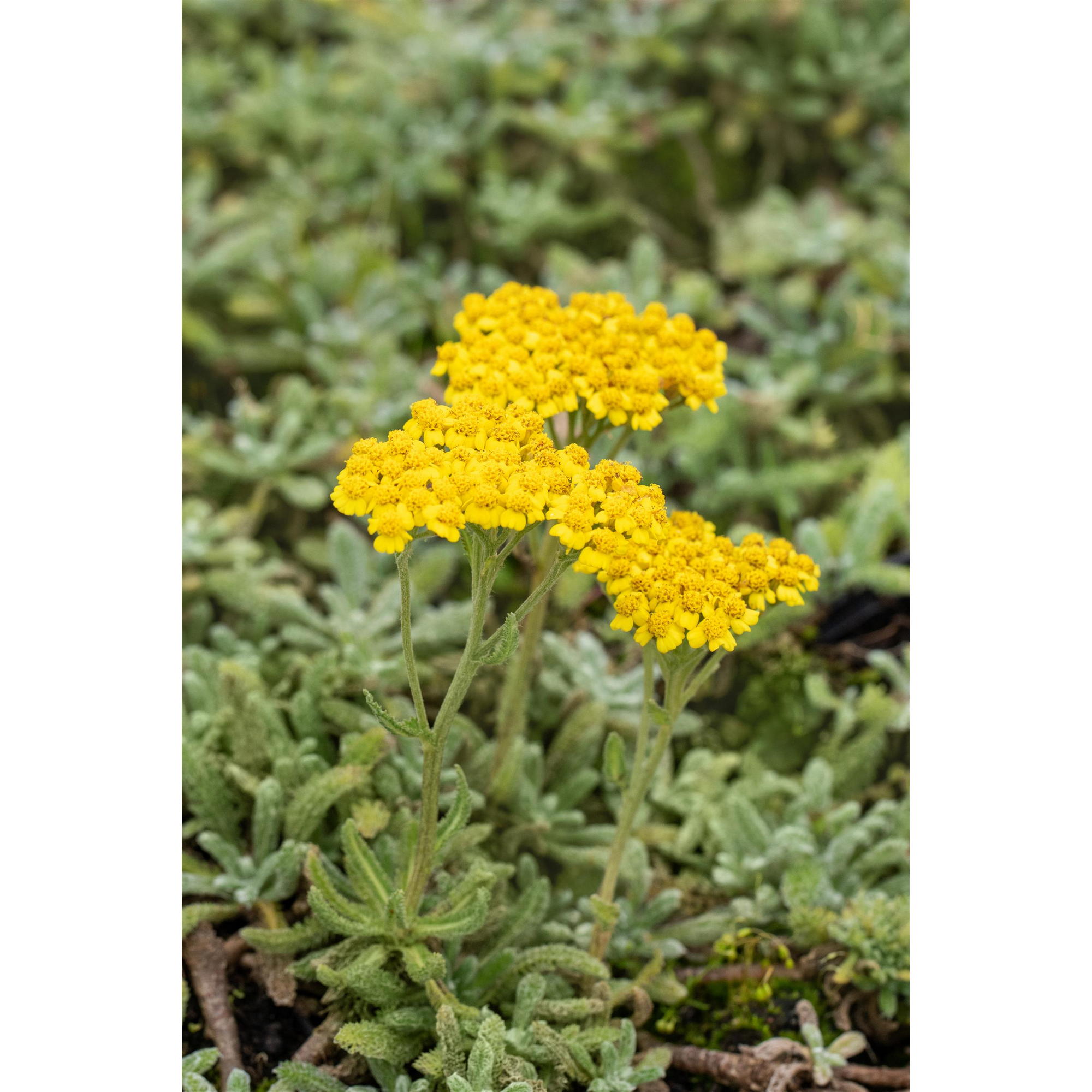 Staudenset 'gelbe Blüten' 12 Pflanzen für 2 m² + product picture