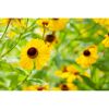 Bio Staudenset 'gelbe Blüten' 12 Pflanzen für 2 m²