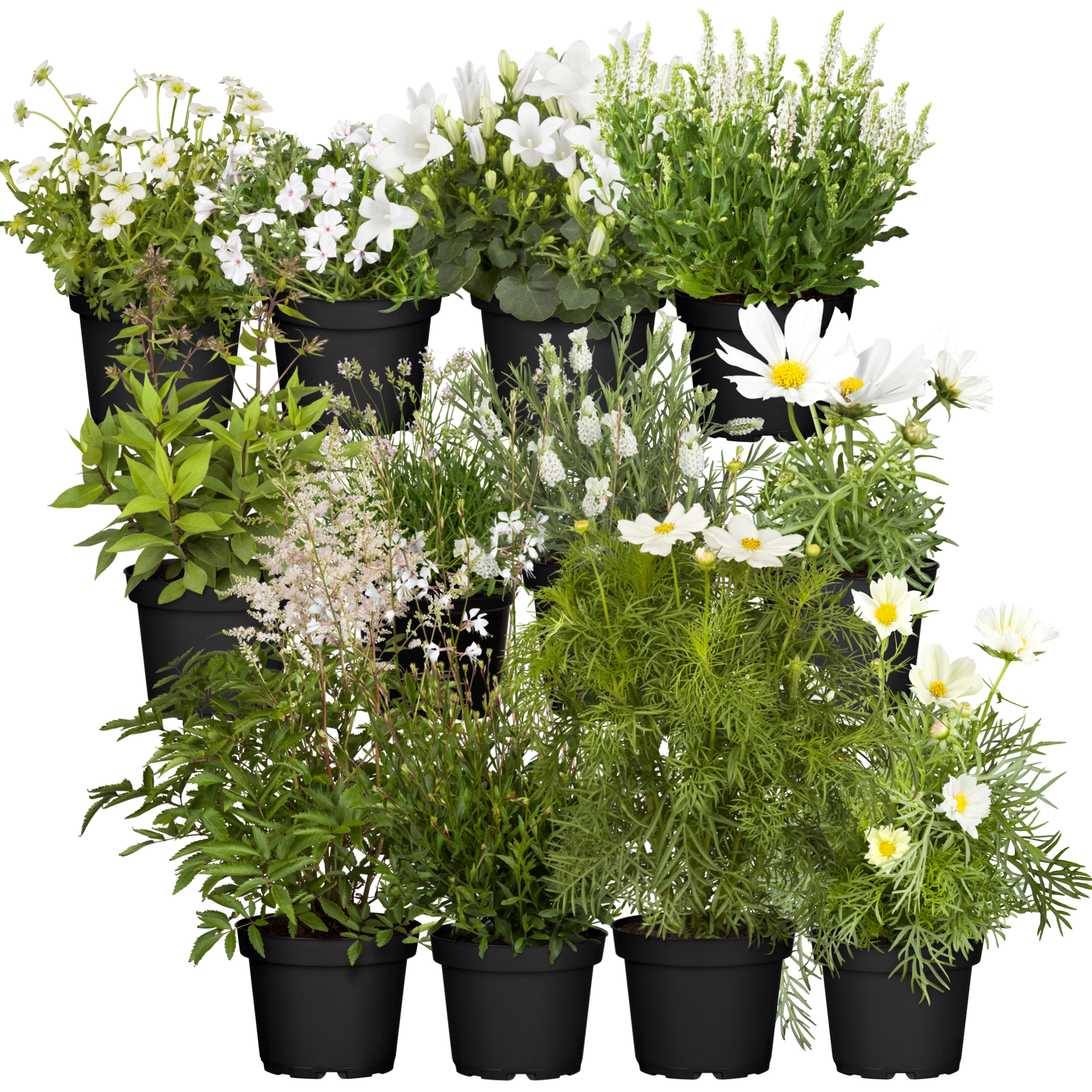 toom Stauden-Mix 'Weißer Garten' 12 Pflanzen für 1 m²
