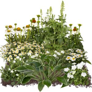 Staudenset 'weiße Blüten' 12 Pflanzen für 2 m²