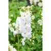 Bio Staudenset 'weiße Blüten' 12 Pflanzen für 2 m²