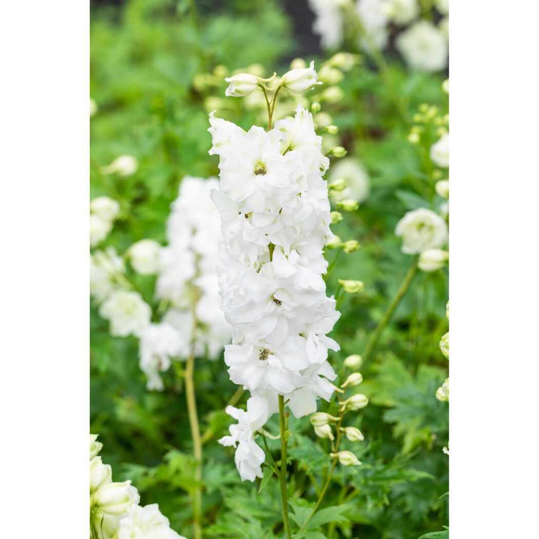 Bio Staudenset 'weiße Blüten' 12 Pflanzen für 2 m²