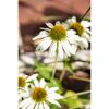 Bio Staudenset 'weiße Blüten' 12 Pflanzen für 2 m²