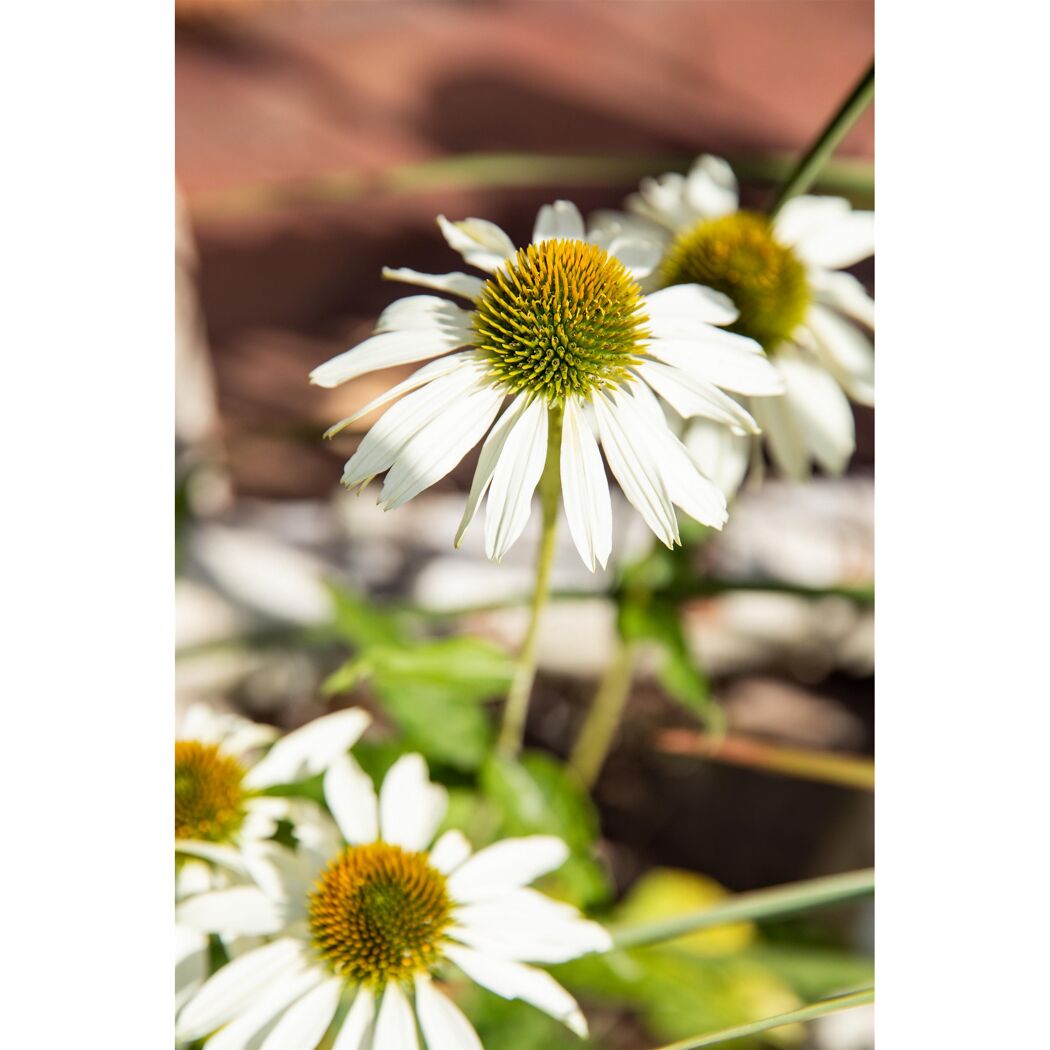 Bio Staudenset 'weiße Blüten' 12 Pflanzen für 2 m²