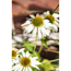 Verkleinertes Bild von Staudenset 'weiße Blüten' 12 Pflanzen für 2 m²