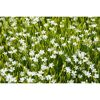 Bio Staudenset 'weiße Blüten' 12 Pflanzen für 2 m²