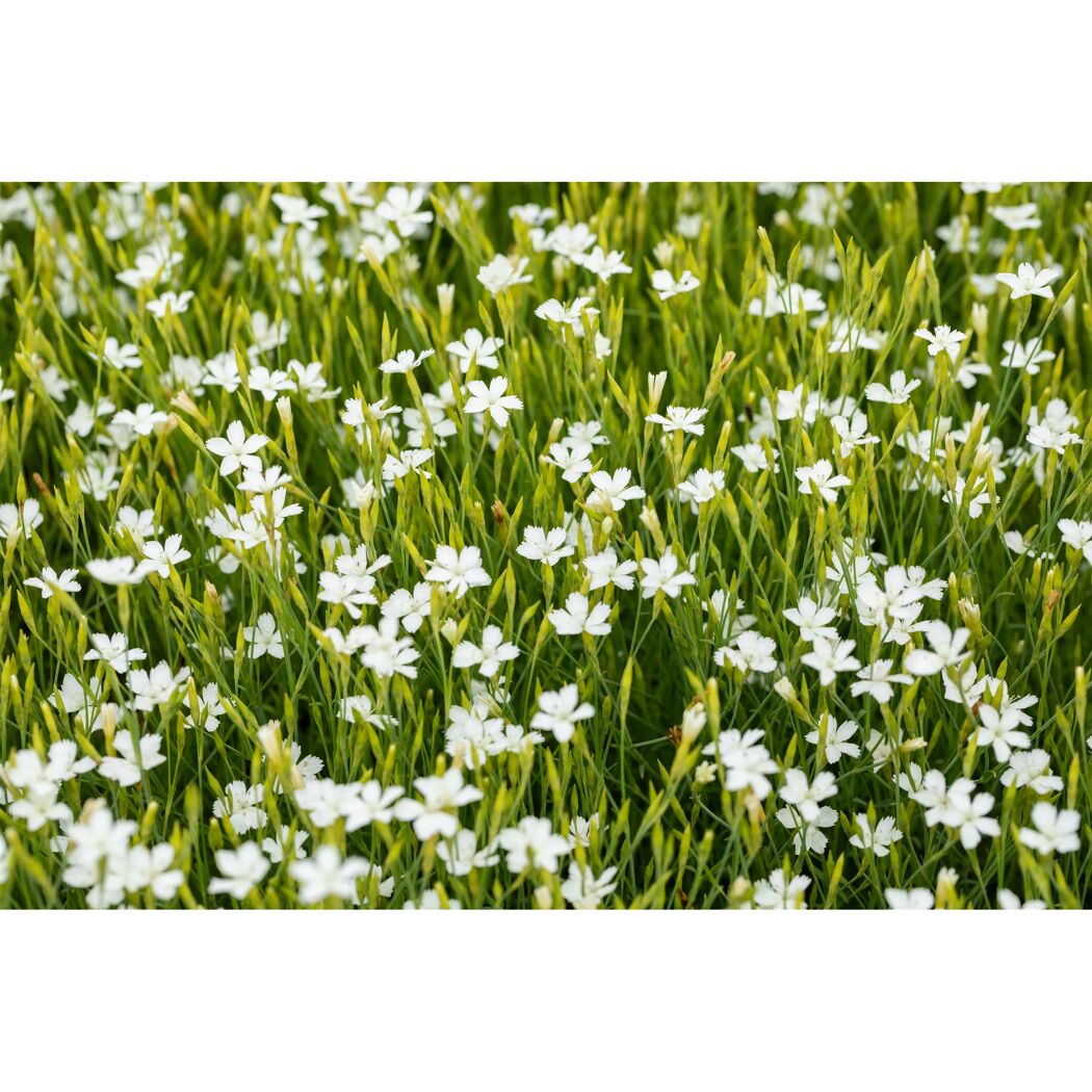 Bio Staudenset 'weiße Blüten' 12 Pflanzen für 2 m²