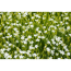 Verkleinertes Bild von Staudenset 'weiße Blüten' 12 Pflanzen für 2 m²