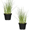 Naturtalent by toom® Bio-Schnittlauch 12 cm Topf, 2er-Set