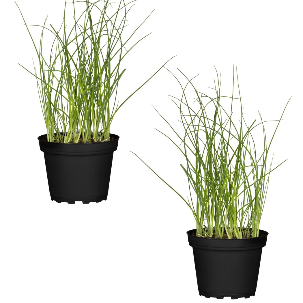 Naturtalent by toom® Bio-Schnittlauch 12 cm Topf, 2er-Set